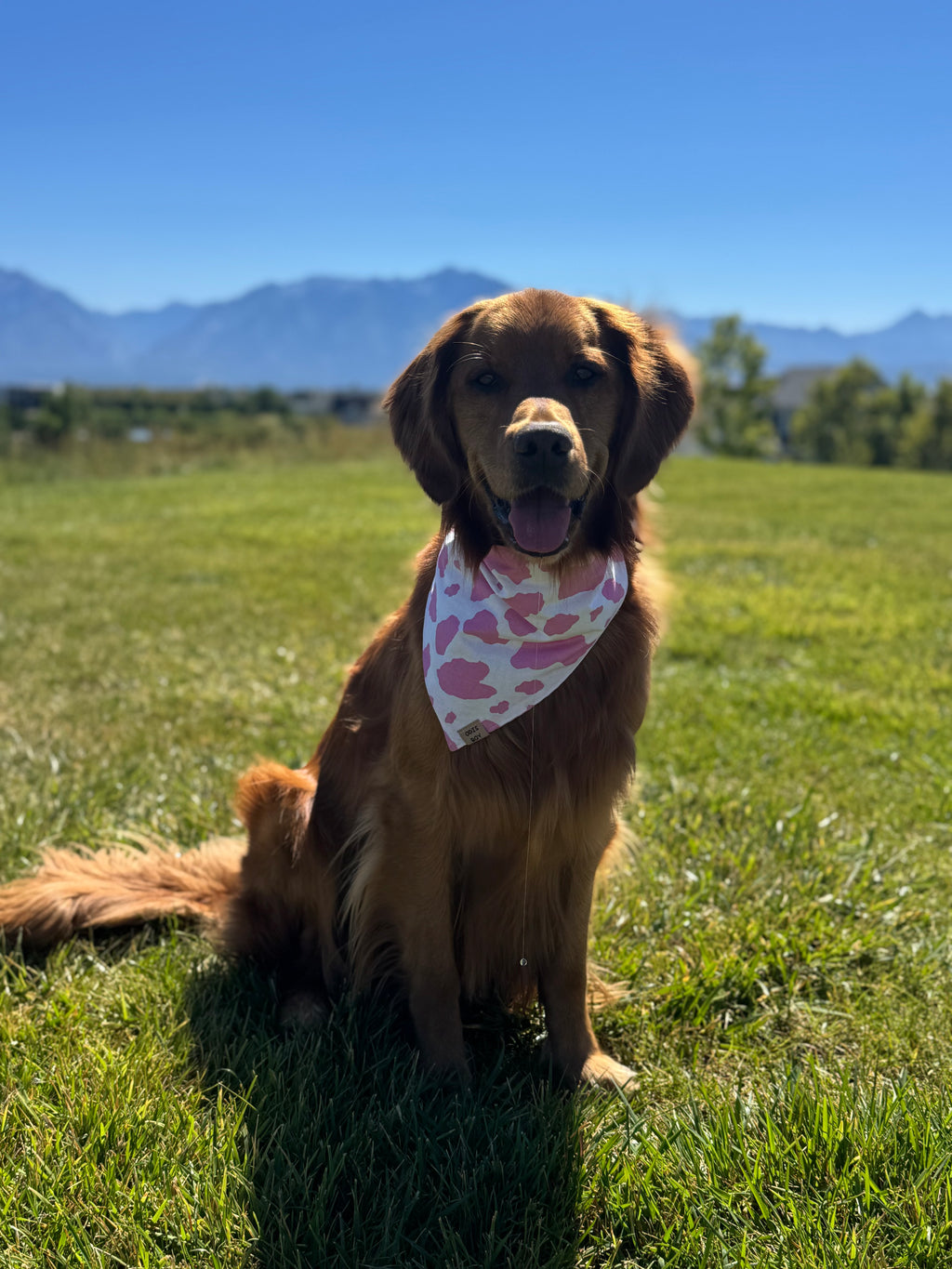 Pasture Princess