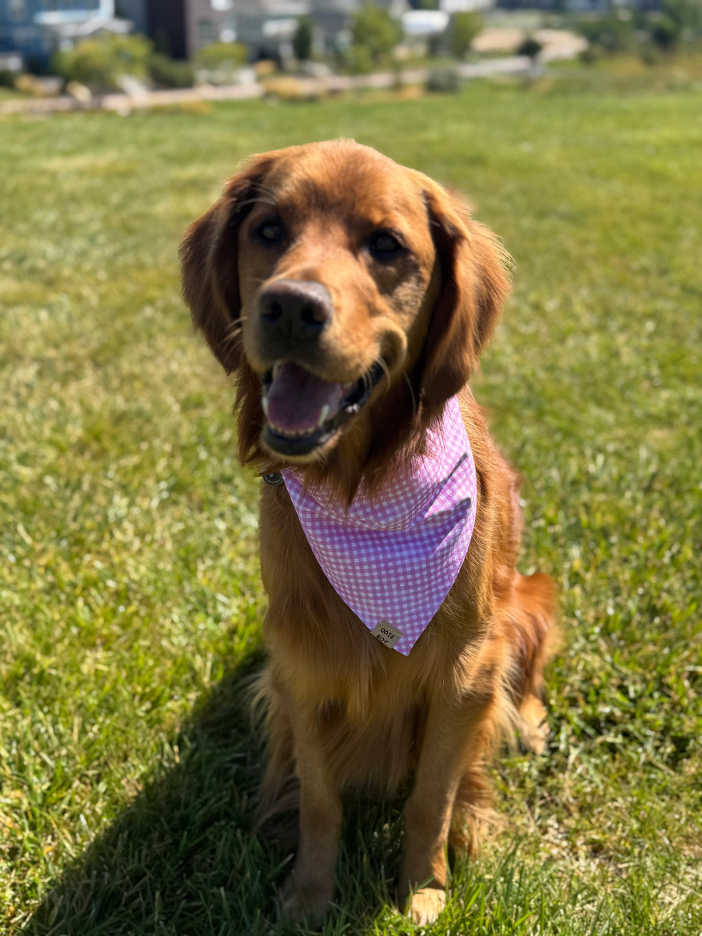 Pasture Princess