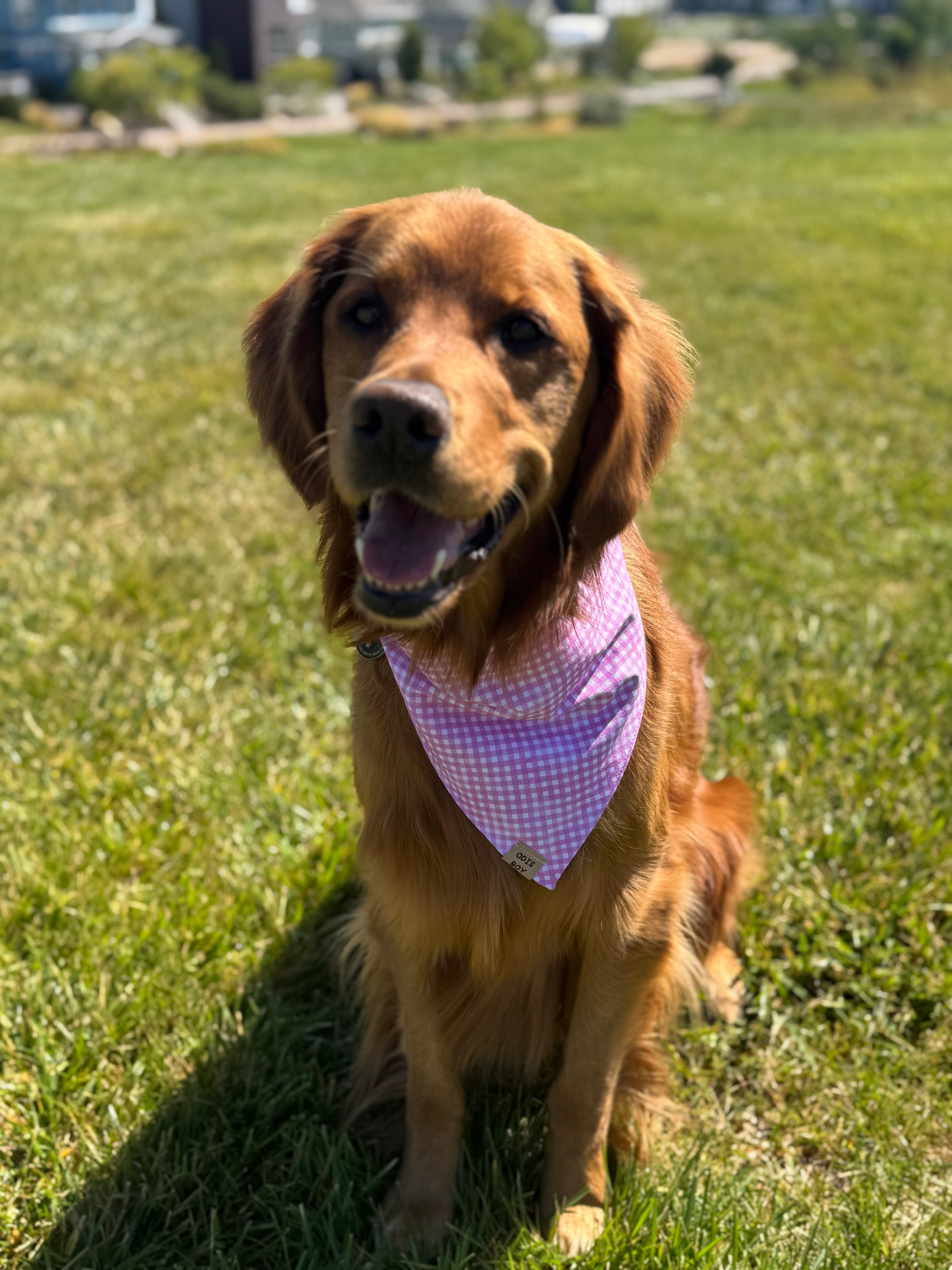 Pasture Princess